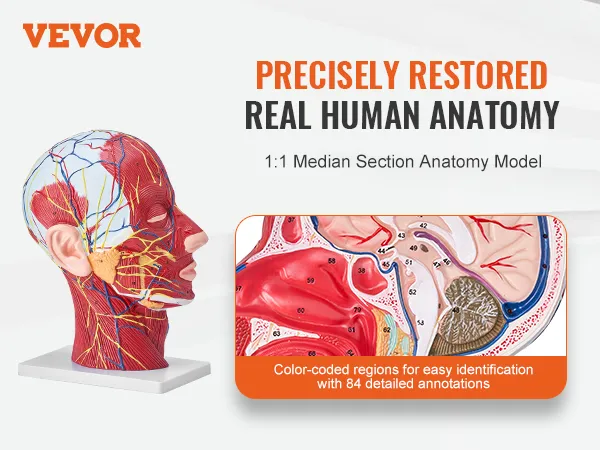 VEVOR anatomical head model showing detailed human anatomy with color-coded regions and annotations.