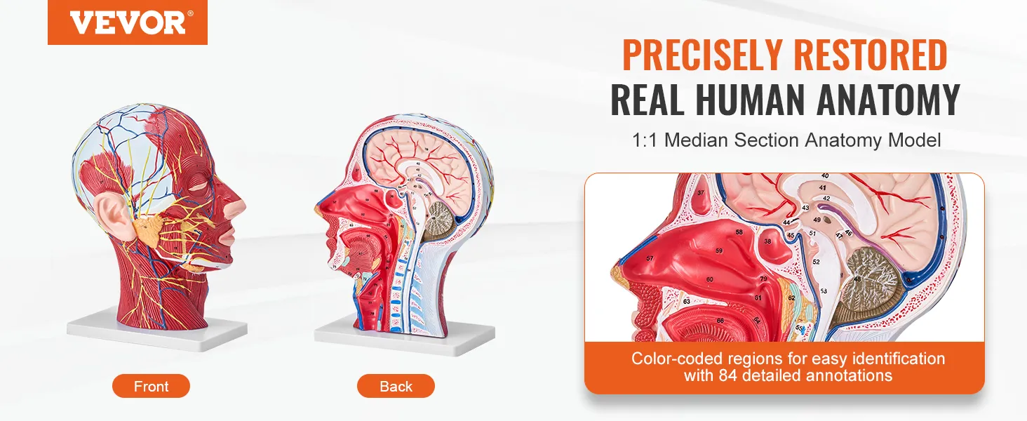VEVOR anatomical head model showing detailed human anatomy with color-coded regions and annotations.