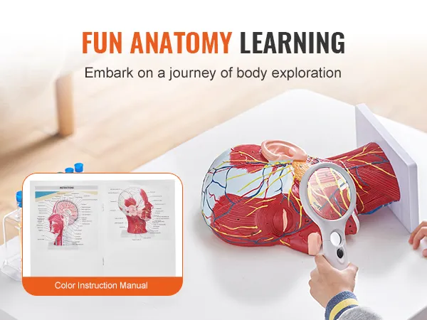 fun anatomy learning with VEVOR anatomical head model, magnifying glass, and color instruction manual.