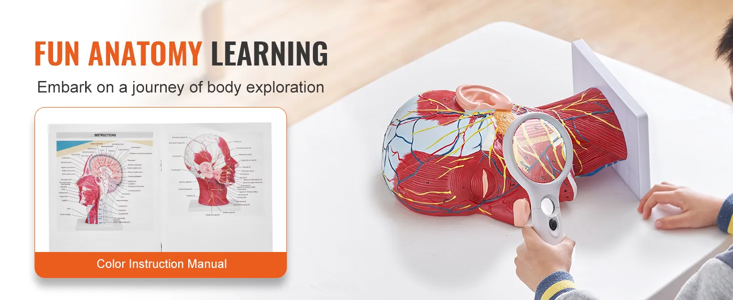 fun anatomy learning with VEVOR anatomical head model, magnifying glass, and color instruction manual.