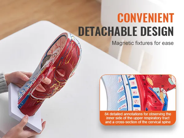 person holding VEVOR anatomical head model with detachable design and detailed annotations showcased.