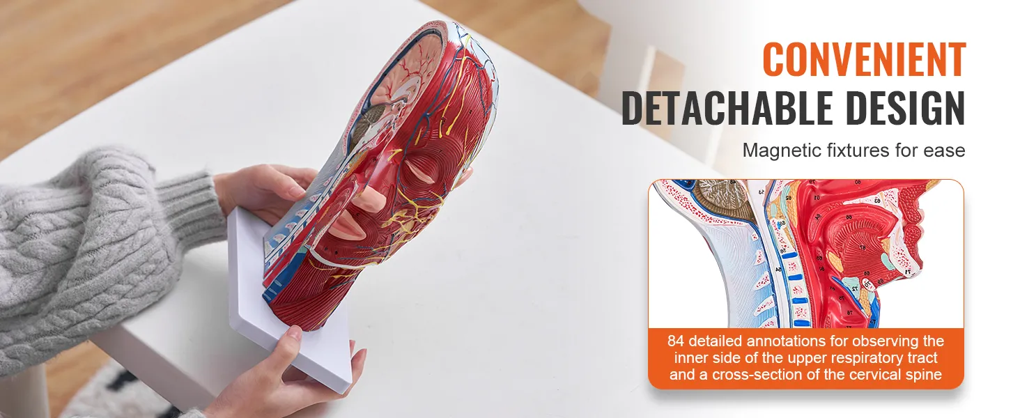 person holding VEVOR anatomical head model with detachable design and detailed annotations showcased.