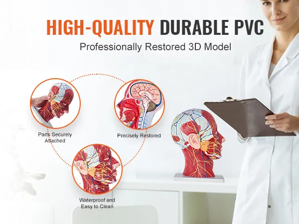 high-quality durable pvc VEVOR anatomical head model with securely attached parts, precise details, and easy-to-clean surface.
