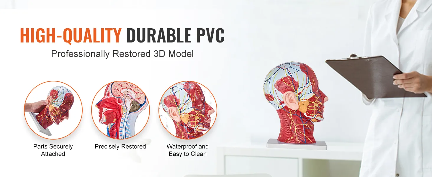 high-quality durable pvc VEVOR anatomical head model with securely attached parts, precise details, and easy-to-clean surface.