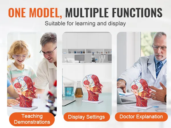 one model, multiple functions: VEVOR anatomical head model for teaching, display, and doctor explanation.