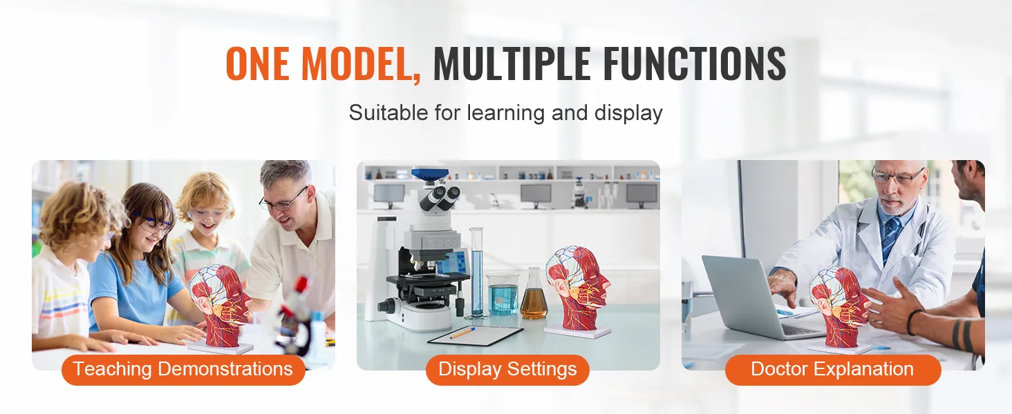 one model, multiple functions: VEVOR anatomical head model for teaching, display, and doctor explanation.