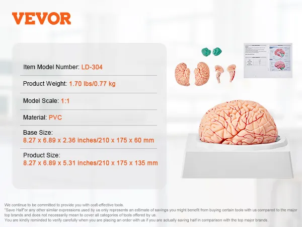 VEVOR human brain model ld-304, 1:1 scale, pvc, 1.70 lbs, 8.27 x 6.89 x 5.31 inches.