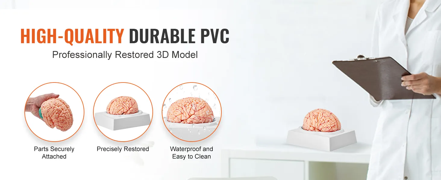 high-quality VEVOR human brain model in durable pvc, parts securely attached, precisely restored, waterproof.