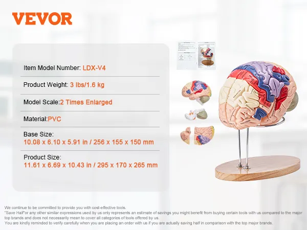 Modello di cervello umano VEVOR su supporto in legno con sezioni dettagliate ed etichette anatomiche. Numero di modello ldx-v4.