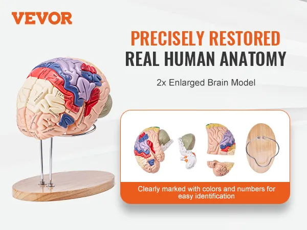 Modello di cervello umano VEVOR chiaramente contrassegnato con colori, esposto su supporti di legno, vista frontale e posteriore.