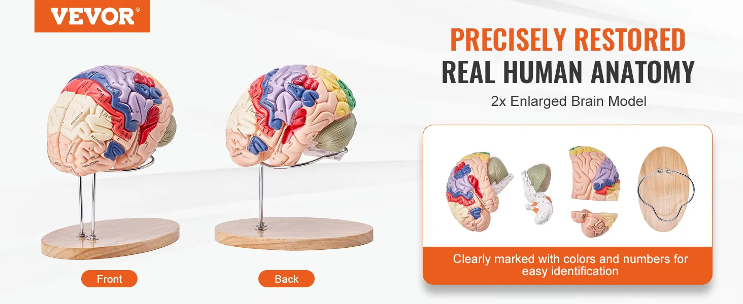 Modello di cervello umano VEVOR chiaramente contrassegnato con colori, esposto su supporti di legno, vista frontale e posteriore.