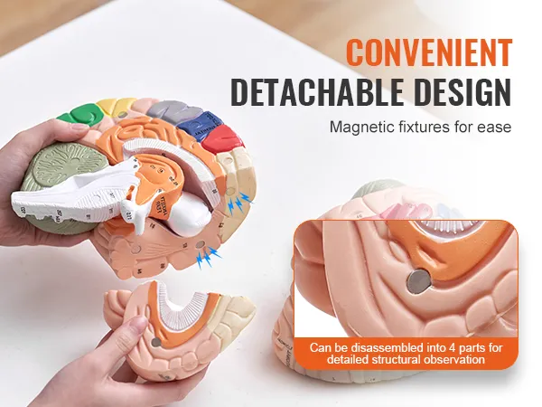 Modello di cervello umano VEVOR con parti staccabili per un'osservazione strutturale dettagliata, supporti magnetici.