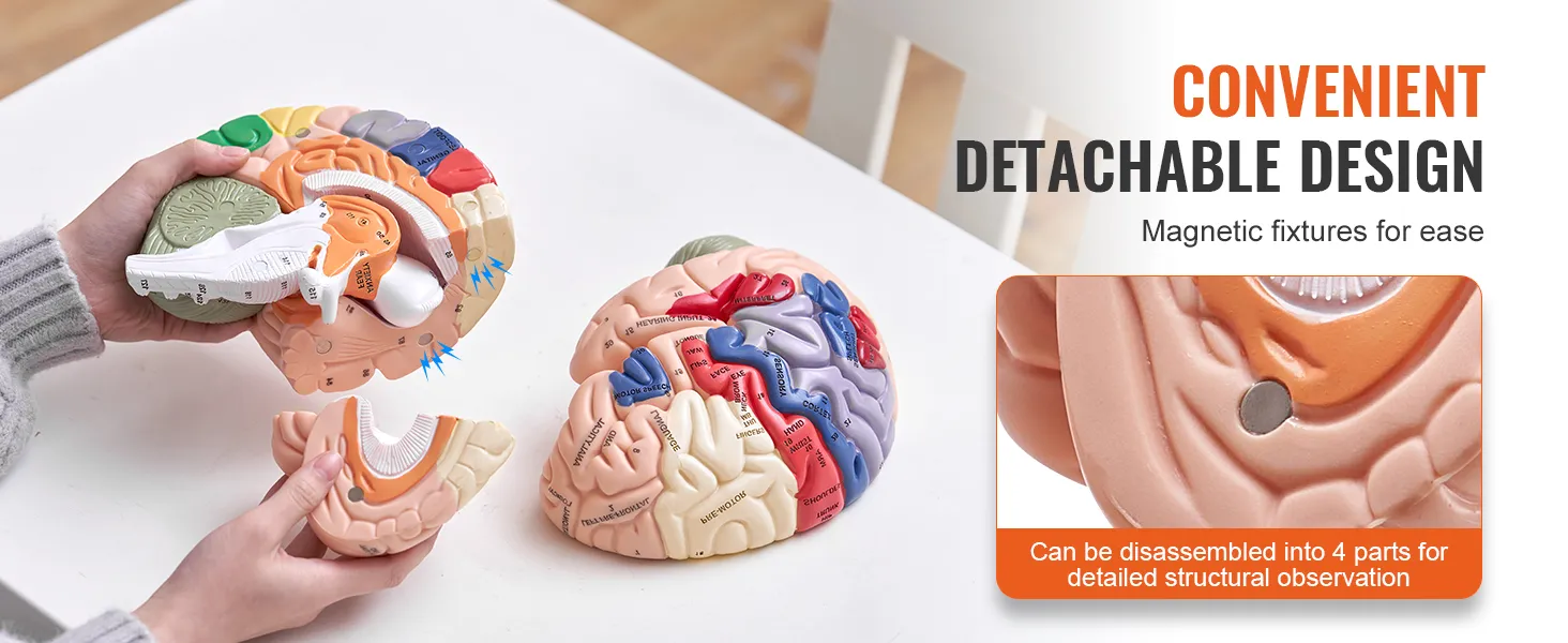 Modello di cervello umano VEVOR con parti staccabili per un'osservazione strutturale dettagliata, supporti magnetici.