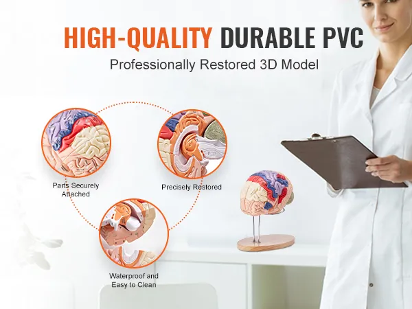 Modello di cervello umano VEVOR realizzato in PVC durevole di alta qualità, restaurato con precisione e con parti fissate saldamente.