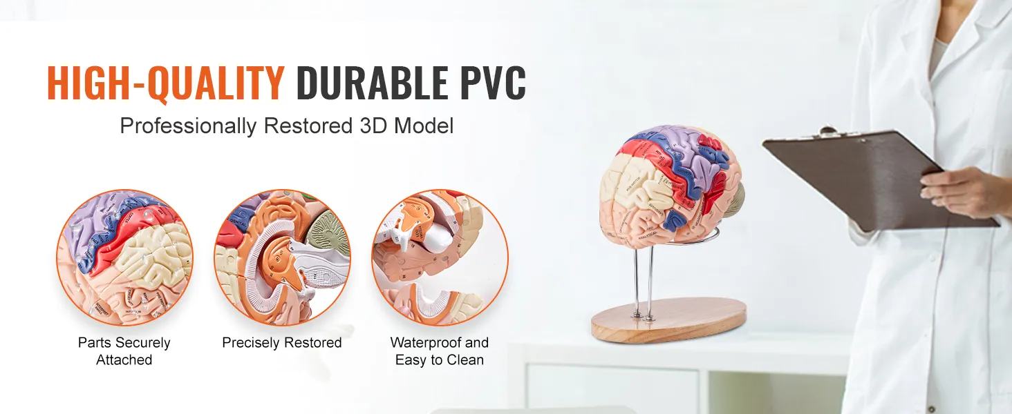 Modello di cervello umano VEVOR realizzato in PVC durevole di alta qualità, restaurato con precisione e con parti fissate saldamente.