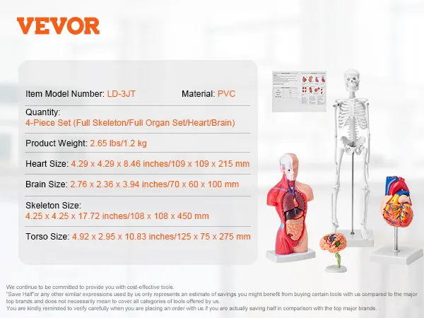 VEVOR anatomy models 4-piece set includes full skeleton, organ set, heart, and brain models made of pvc.