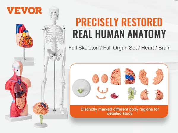 VEVOR anatomy models, full skeleton, organ set, heart, brain models for detailed human anatomy study.