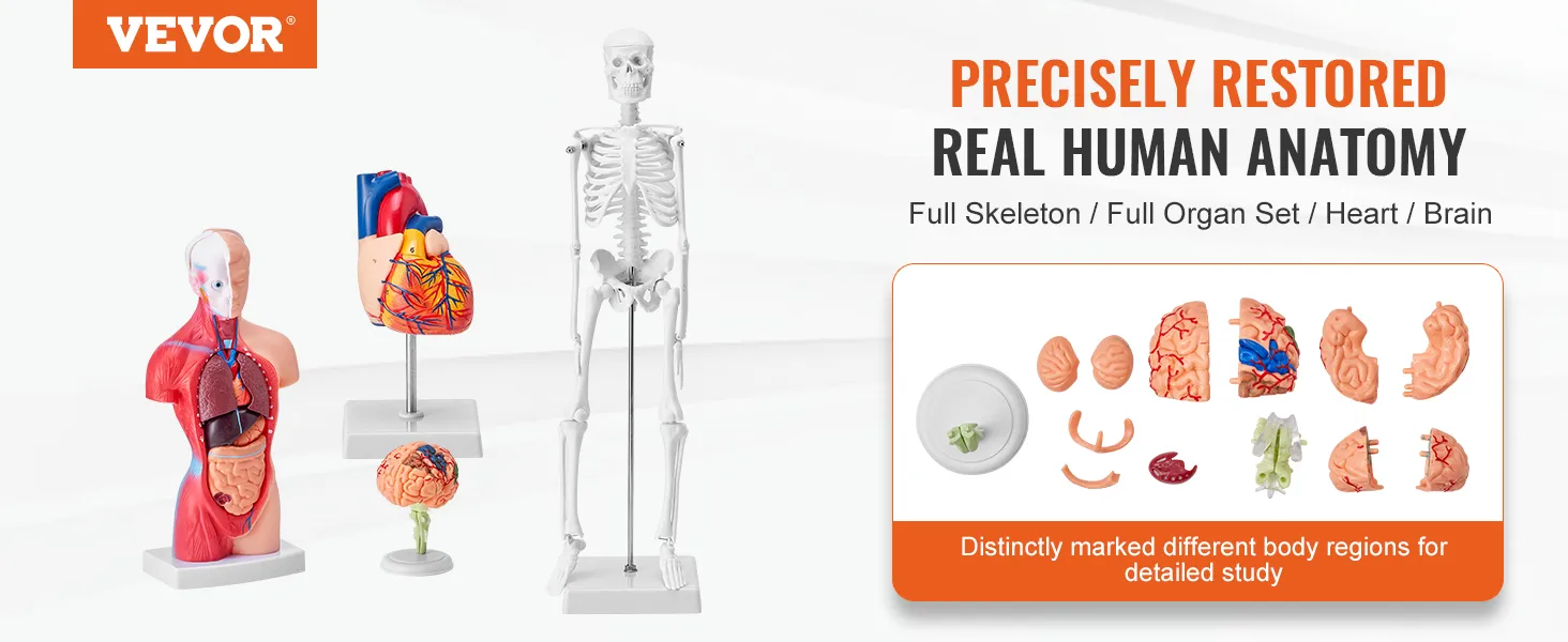VEVOR anatomy models, full skeleton, organ set, heart, brain models for detailed human anatomy study.