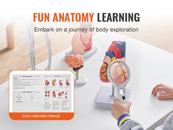 fun anatomy learning tools with VEVOR anatomy models, including skeleton, brain, and heart, on a table.