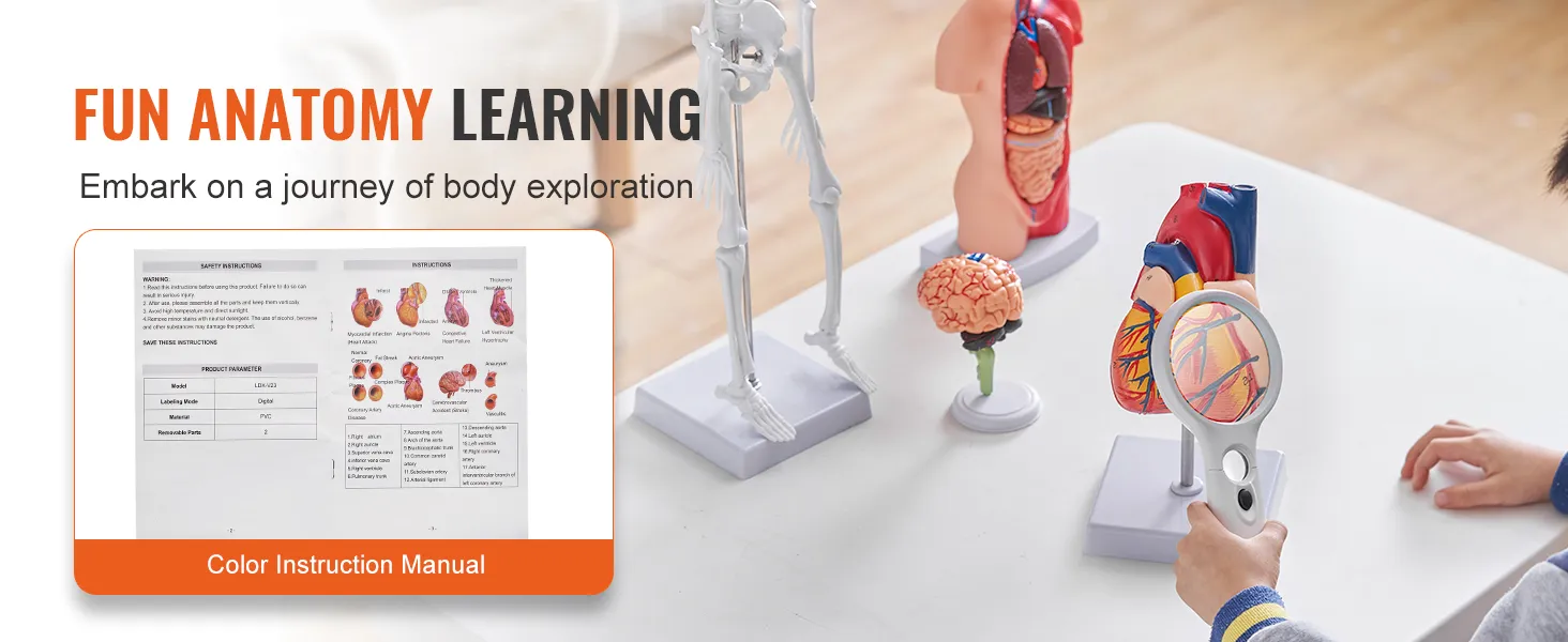 fun anatomy learning tools with VEVOR anatomy models, including skeleton, brain, and heart, on a table.
