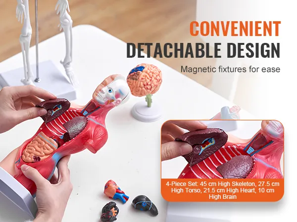 hands demonstrating detachable VEVOR anatomy models with magnetic fixtures and separate organ pieces.