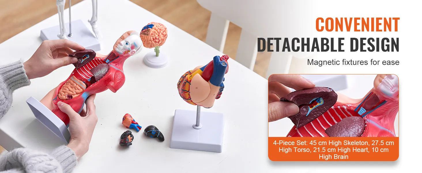 hands demonstrating detachable VEVOR anatomy models with magnetic fixtures and separate organ pieces.