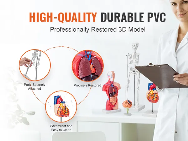 high-quality durable pvc VEVOR anatomy models showing skeleton, heart, and brain with text descriptions.