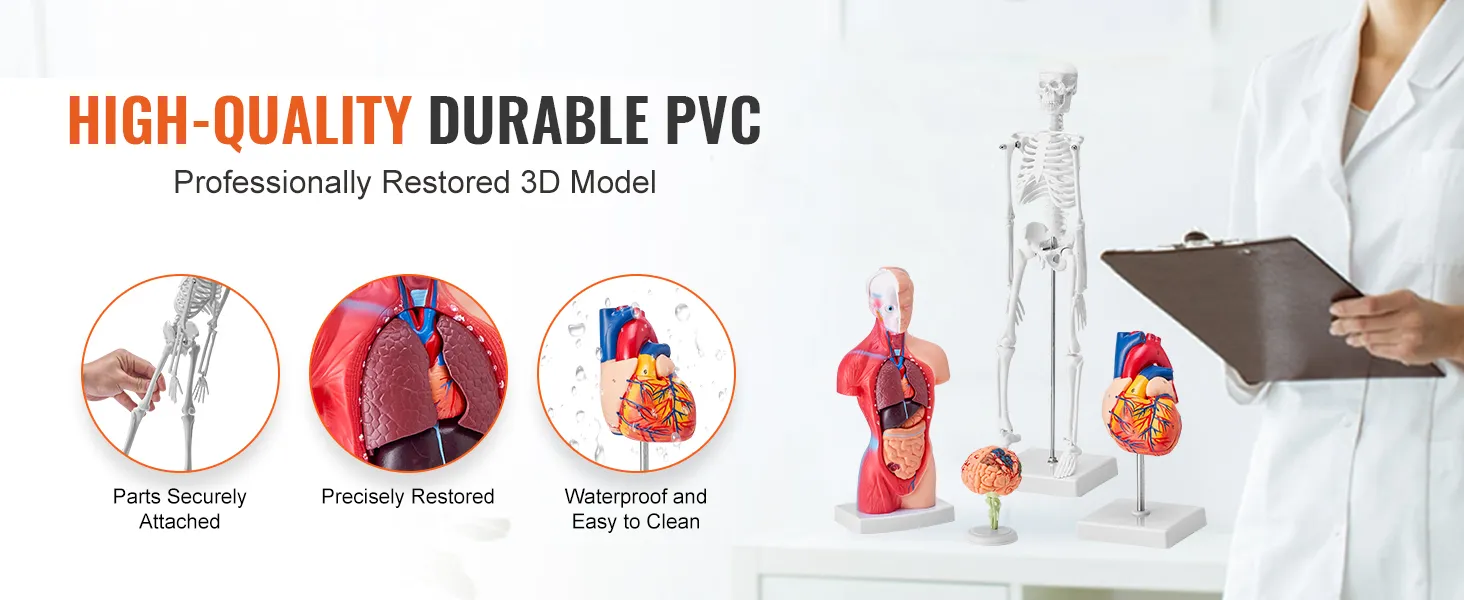 high-quality durable pvc VEVOR anatomy models showing skeleton, heart, and brain with text descriptions.