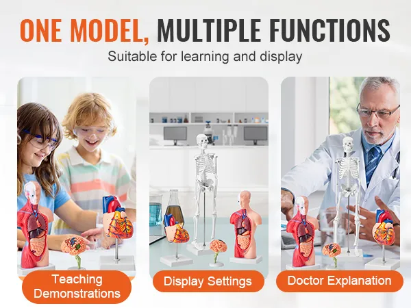 VEVOR anatomy models shown in teaching demonstrations, display settings, and doctor explanations.
