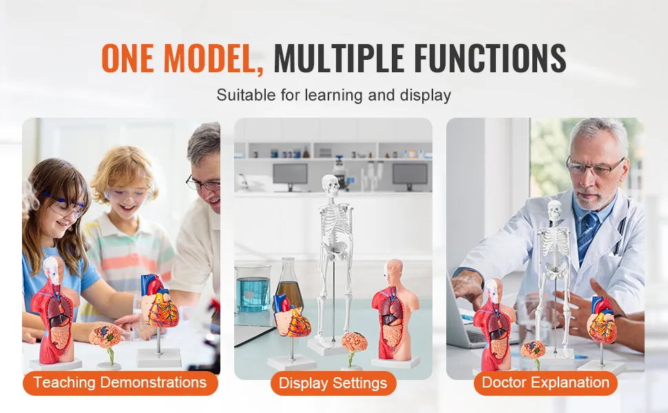 Human Skeleton Model,Skull Model,Heart Models-Best