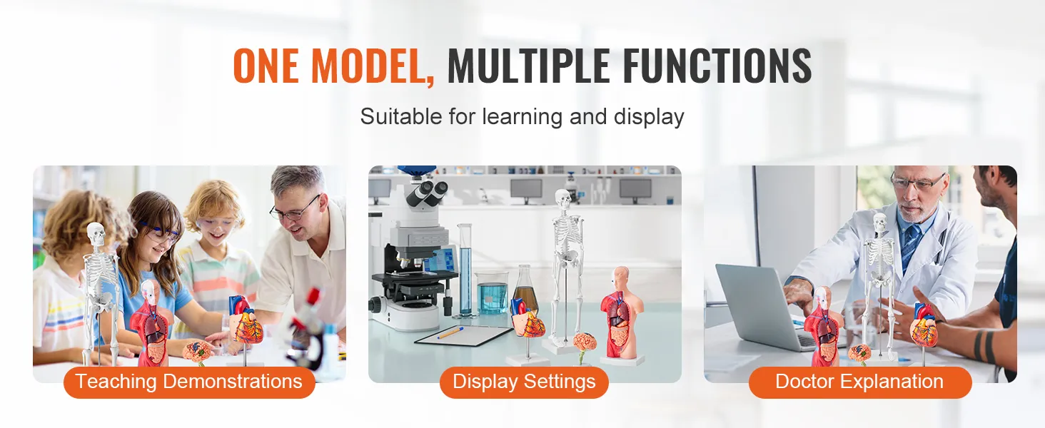VEVOR anatomy models shown in teaching demonstrations, display settings, and doctor explanations.