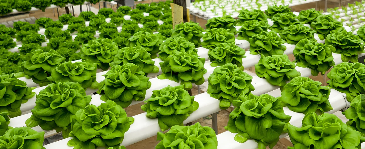 Lechuga hidropónica que crece en hileras sobre estructuras blancas, mostrando hojas verdes vibrantes.