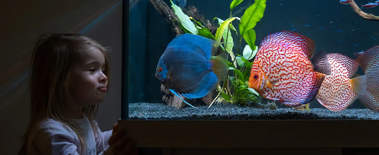 Niño admirando peces vibrantes en un acuario con plantas, mantenido a una temperatura óptima gracias al enfriador de acuario VEVOR.