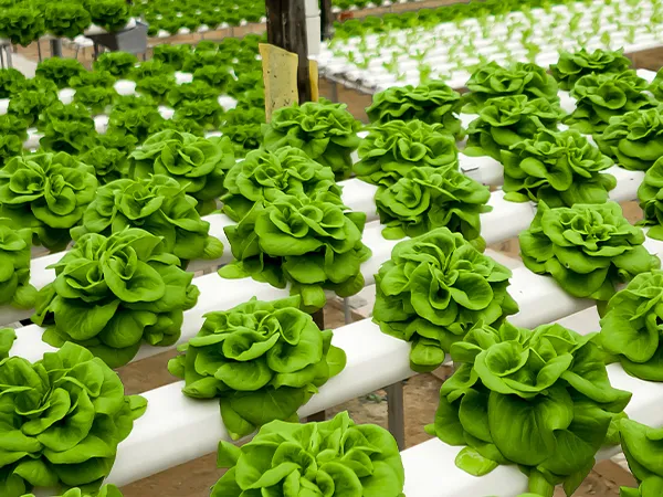 hydroponic lettuce growing in a greenhouse, vibrant green leaves in white planters.