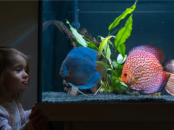 VEVOR aquarium chiller ensures vibrant discus fish and lush aquarium plants in a clear, well-maintained tank.