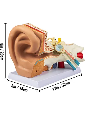 Model anatomiczny ucha ludzkiego VEVOR przedstawiający szczegółową budowę ucha wraz z wymiarami.