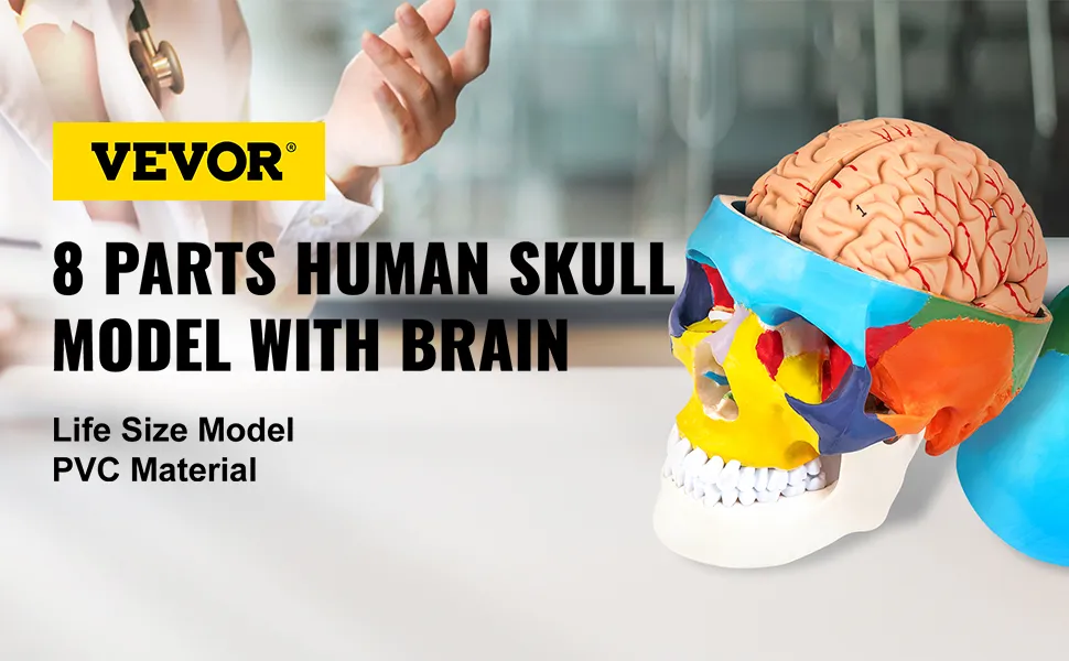 VEVOR human skull model showing 8-part skull and brain on a table.