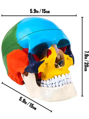 colorful VEVOR human skull model with dimensions labeled as 7.9in/20cm and 5.9in/15cm.