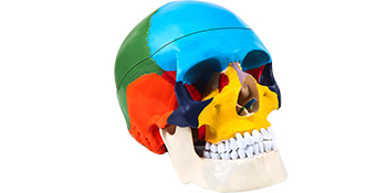 リラクゼーショングッズ Skull Lean VEVOR Human Skull Model, 8 Parts Brain Human Skull Anatomy