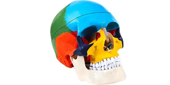 VEVOR human skull model, multicolored sections displaying anatomical details.