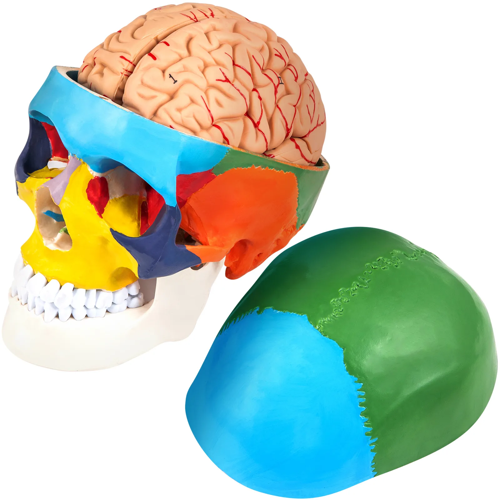 VEVOR human skull model showcasing colorful anatomical details and detachable brain.