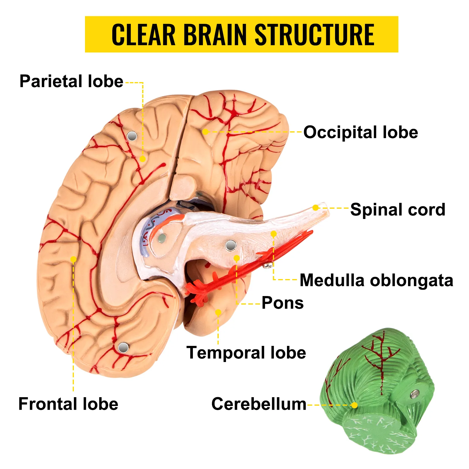 VEVOR human skull model showcasing labeled brain lobes and structures.