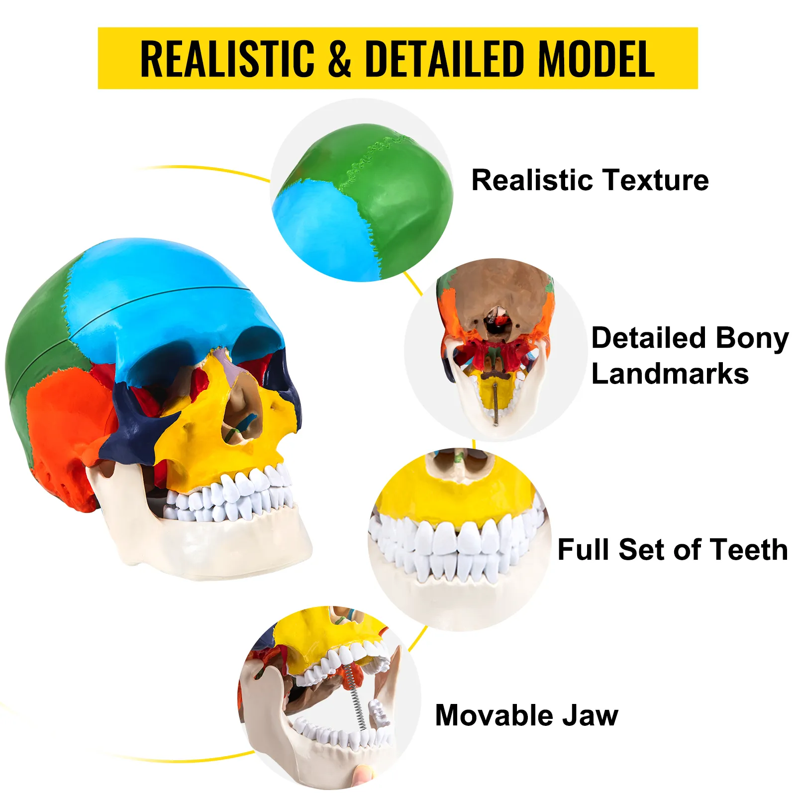 VEVOR human skull model with realistic texture, detailed bony landmarks, and movable jaw.