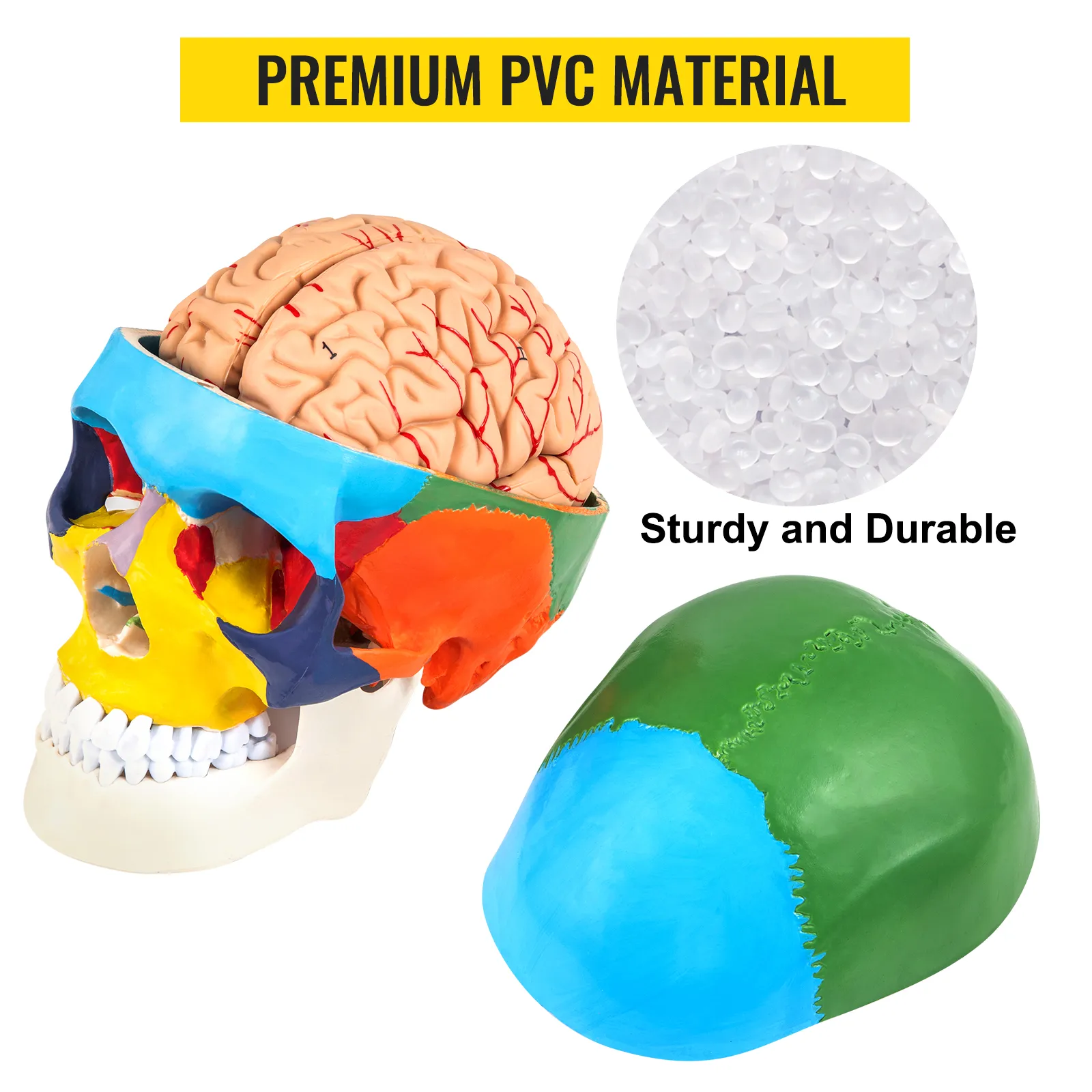 VEVOR human skull model with colorful sections and removable brain, made of premium pvc.