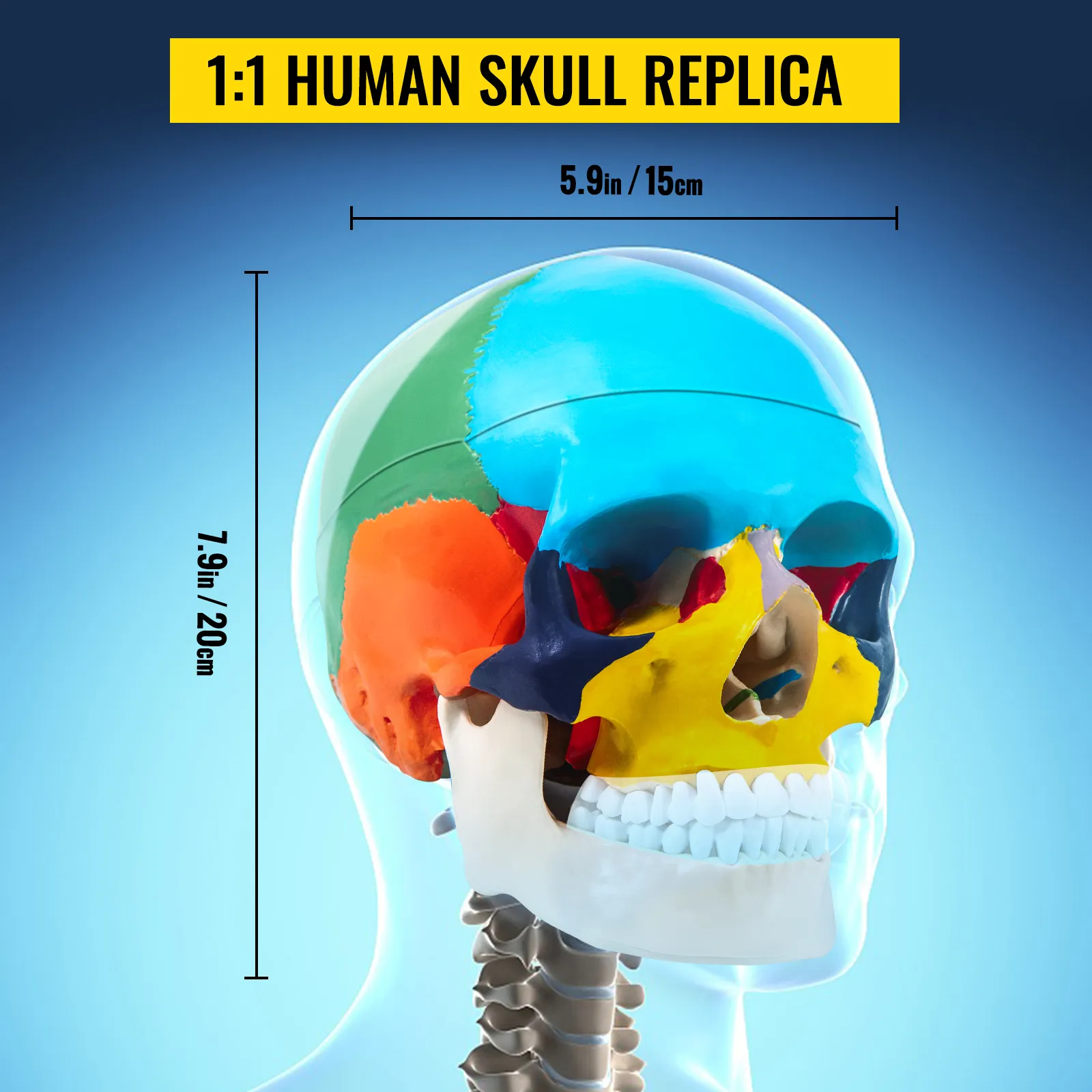VEVOR human skull model with colorful sections, dimensions 7.9in/20cm by 5.9in/15cm.