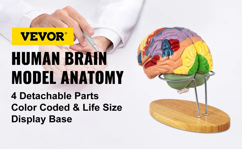 VEVOR human brain model with color-coded detachable parts on a wooden base.