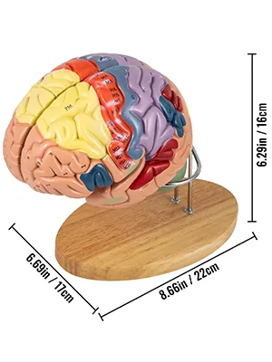 colorful VEVOR human brain model on wooden base with dimension annotations, 8 parts.