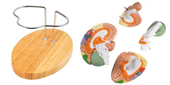 VEVOR human brain model on wooden stand with detachable brain sections.