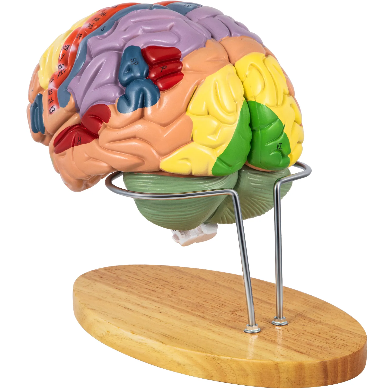 VEVOR human brain model on a wooden base with labeled multi-colored sections.