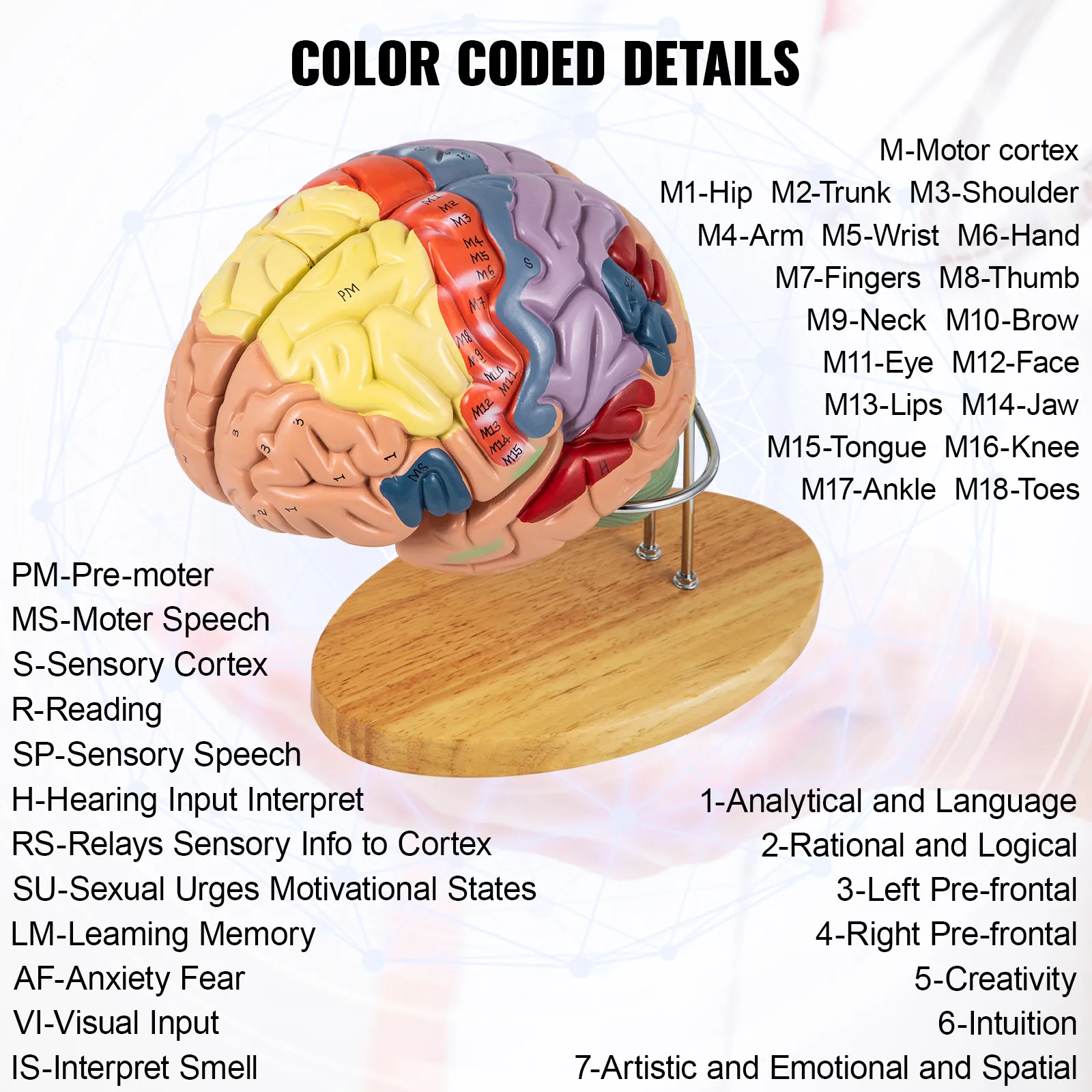 VEVOR human brain model with color-coded labeled regions on a wooden base.